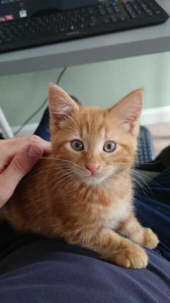 Welcome Sonny - a kitten appreciation thread