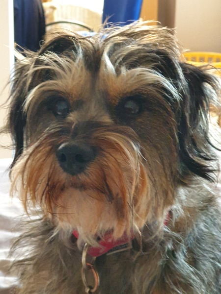 To ask you your dog’s name? Jff