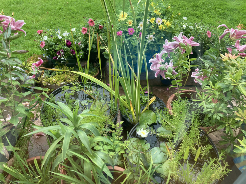 What have you done in the garden today? Part 2