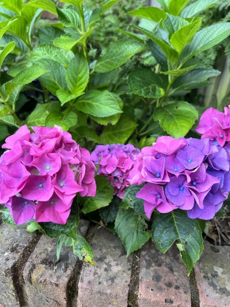 Pamela thread 5 - Bile Duct Cancer, chemo begins