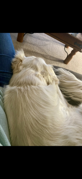 Puppy survival thread part 2
