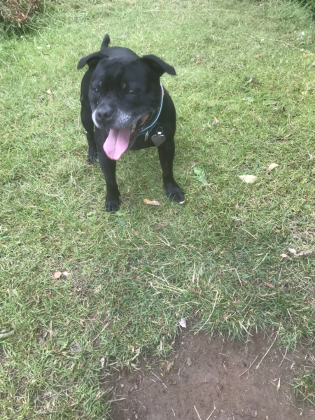 To not rehome my pets despite lowering their quality of life?