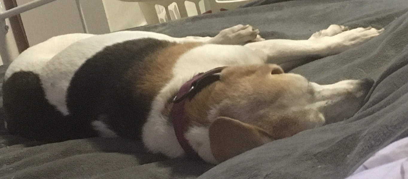 Do you let your dog sleep in your bed?