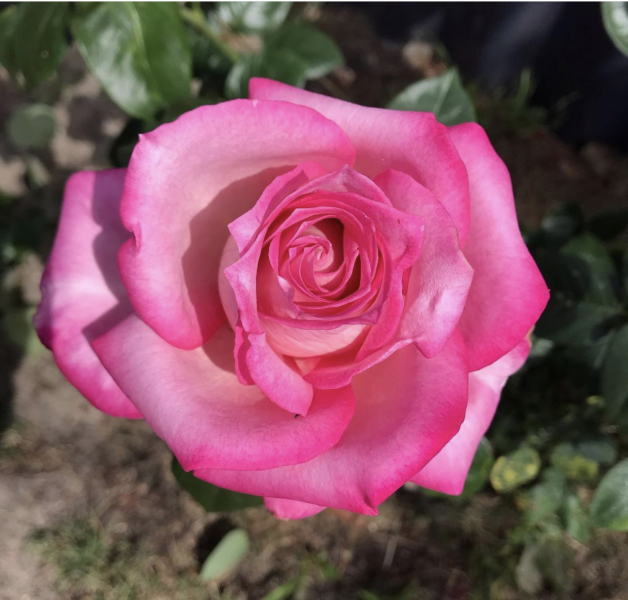Rose Appreciation Thread