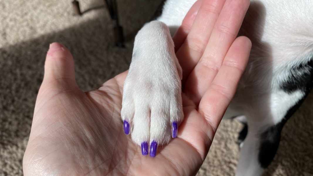 Dog barked at our puppy today making him cry 😢 should we of said anything to owner