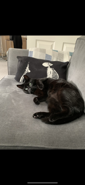 What is one thing you love about your cat?