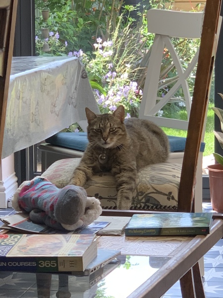 What is one thing you love about your cat?