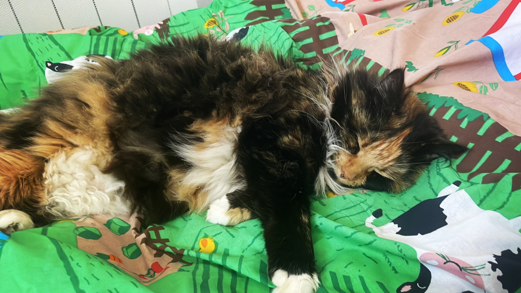 Pamela - Bile Duct Cancer, thread 4, London has given me a chance! 