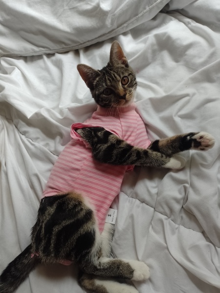 Kitten swallowed a bobble. Having surgery - handhold please 