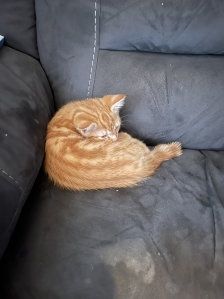 A Very Great Quantity Of Excellent Cats