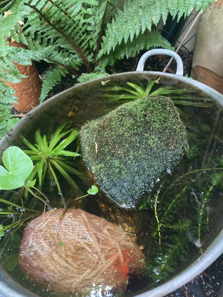 What have you done in the garden today? Part 2
