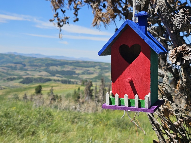 Summer holidays are coming, fledglings flying into the fun.
