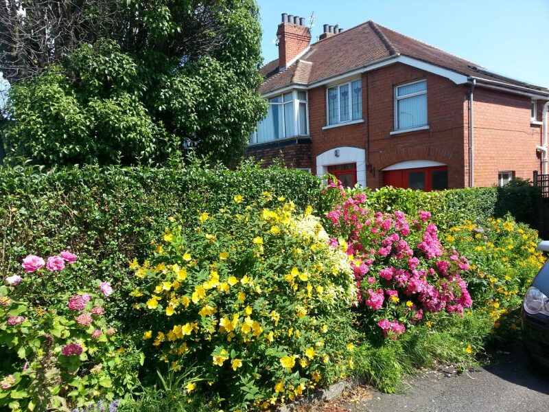 What have you done in the garden today? Part 2
