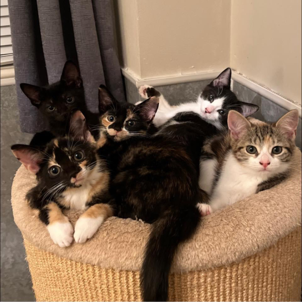 Help me find a (close) replacement kitten for DS