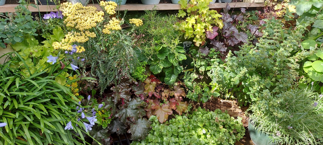 Can we help the birds and insects?