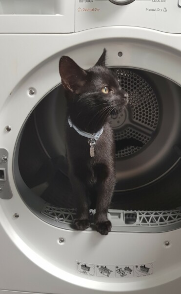 Kamikaze kitten - let her out?