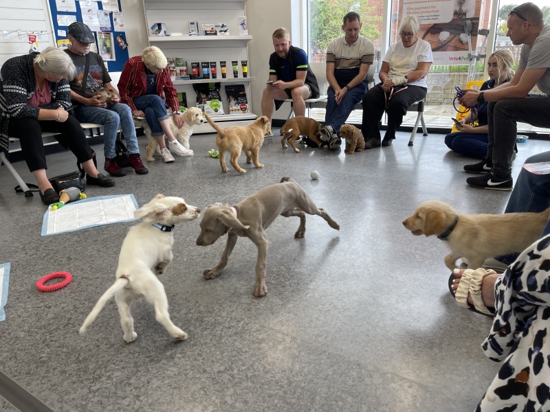Puppy survival thread part 2