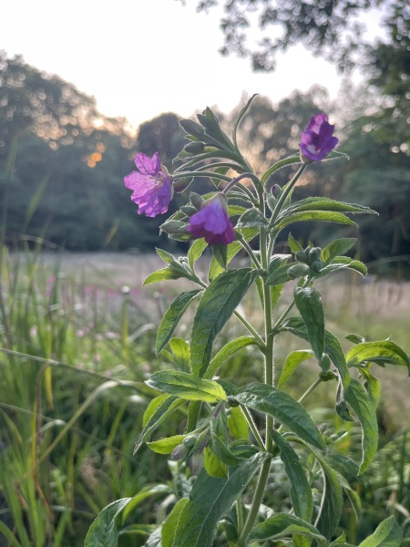 Plant id