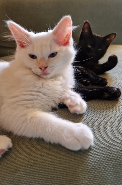What kind of kitten might this be ?