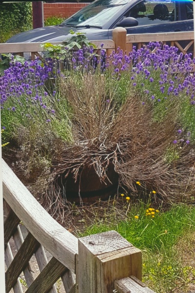 Name of big bushy lavender like this?