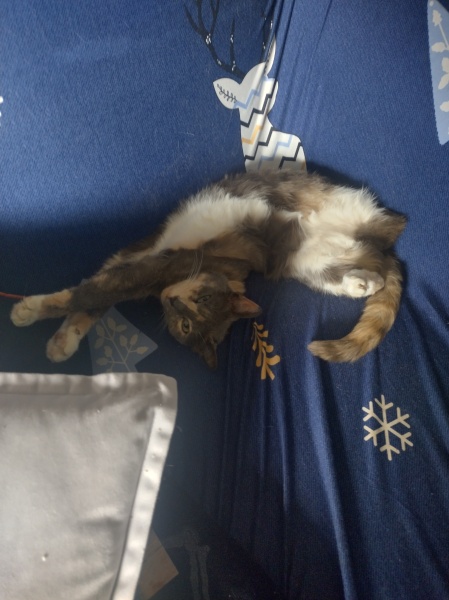 A Very Great Quantity Of Excellent Cats