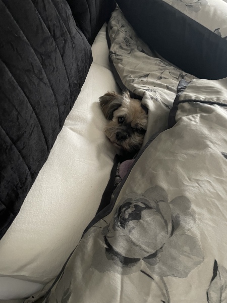 Do you let your dog sleep in your bed?