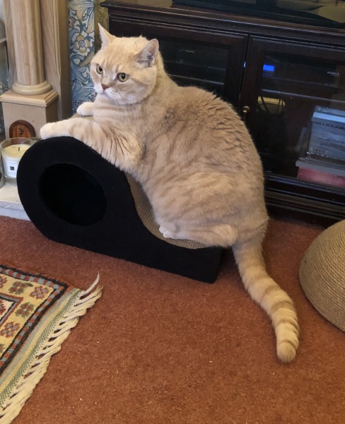 Pamela - Bile Duct Cancer, thread 4, London has given me a chance! 