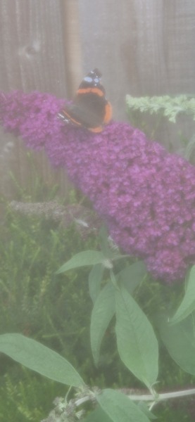 Pamela thread 5 - Bile Duct Cancer, chemo begins