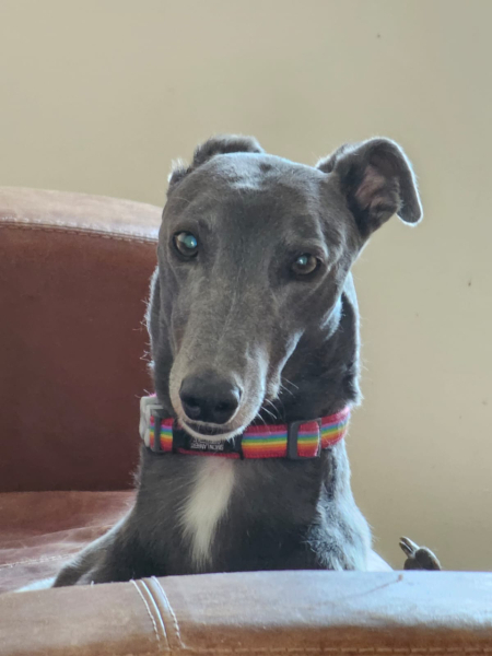 A breed similar in temperament to a labrador… but without the shedding