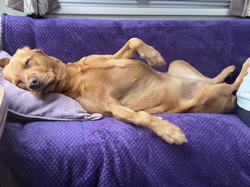 Tell me something lovely about your dog.
