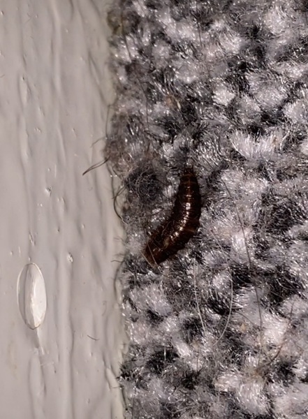Bug Identificaton