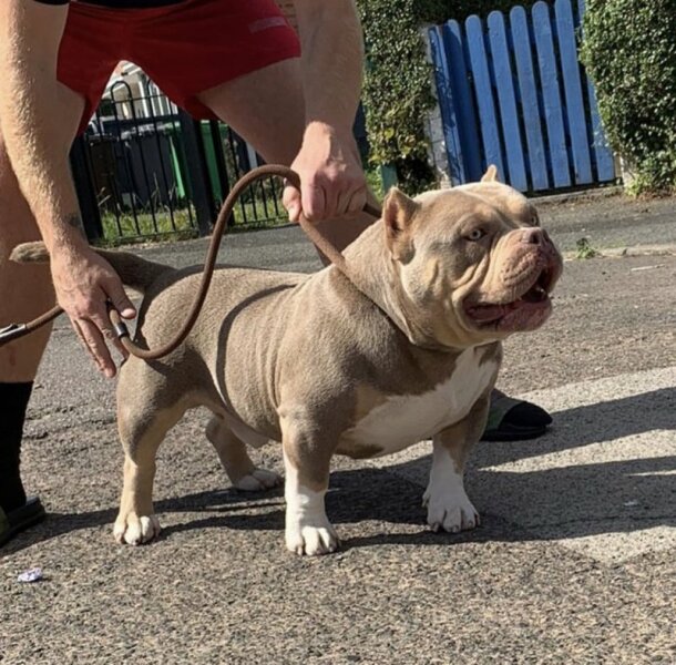 How to surrender my dog to a rescue?