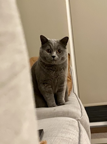 Thread 8 - TalkLair: “Brewing Russell's teapot” 