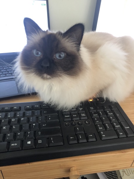 Has anyone’s cat had bad flu, please?