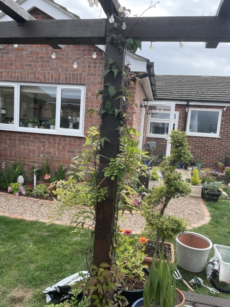Wisteria pruning help with young plant. 