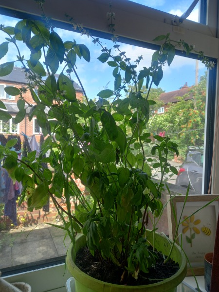 Can I put my basil plant outside?