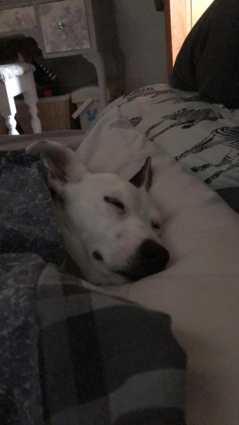 Do you let your dog sleep in your bed?