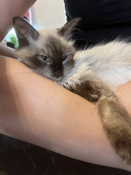 Anyone have any experience of FIP in kittens?