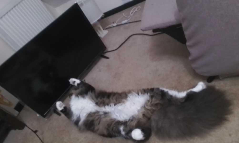 I love my cat too much is this normal 