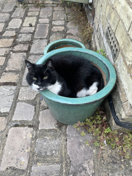 My cats are vegan!