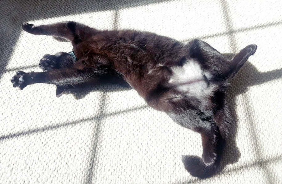 How to help Dcat stop scratching chunks out of herself?!