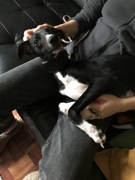 Puppy survival thread part 2