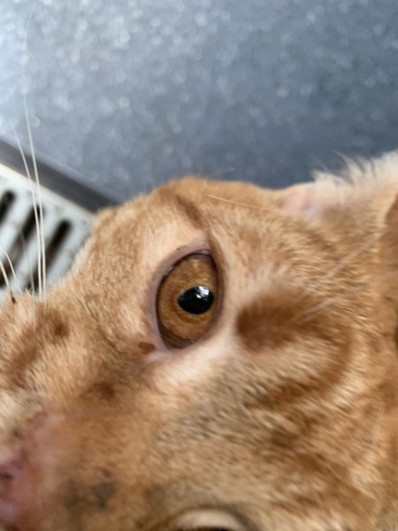 "Minor" grade 4 heart murmur?