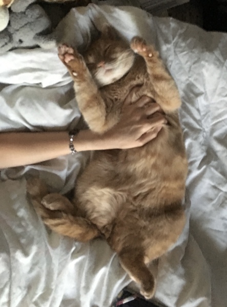 A Very Great Quantity Of Excellent Cats