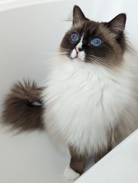 What are rag doll cats like? 