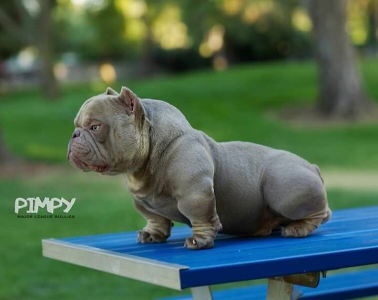 How to surrender my dog to a rescue?