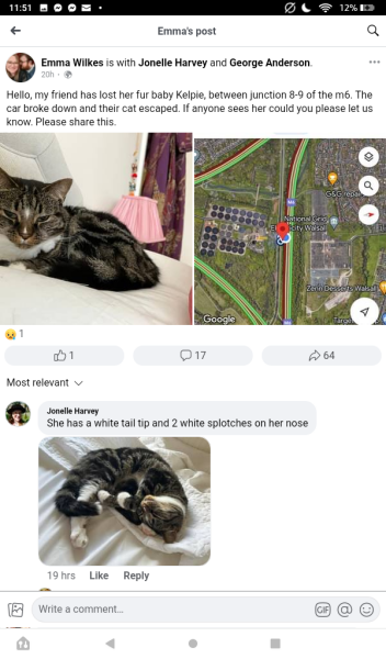 Lost cat on motorway in Black Country