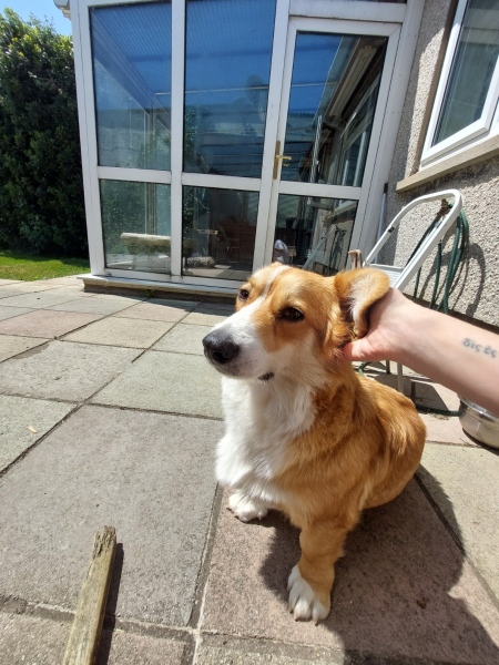 Does your dog enjoy being groomed?