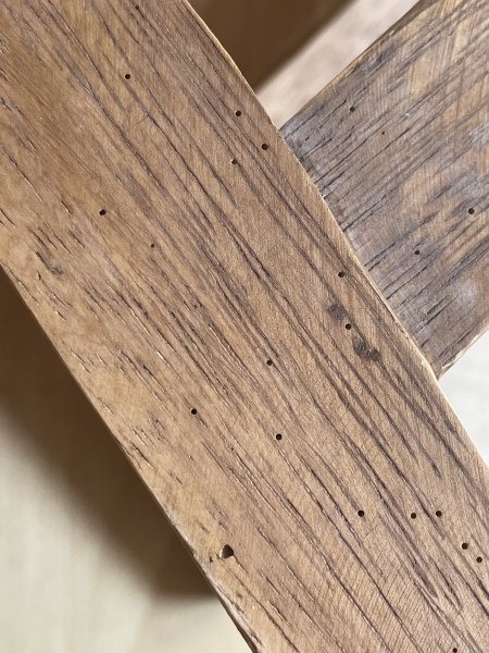 What are these bugs in my home?