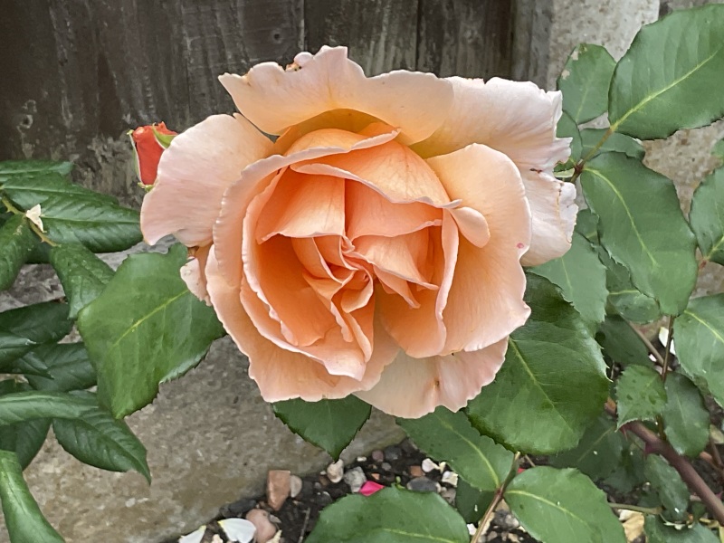 Pamela thread 3 - Bile Duct Cancer, off to London! 